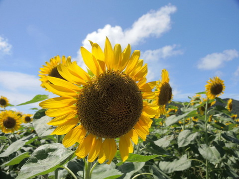 20220803-01_sunflower.JPG