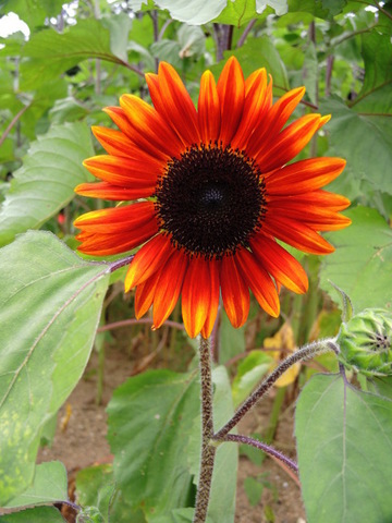 20220810-10_sunflower.JPG