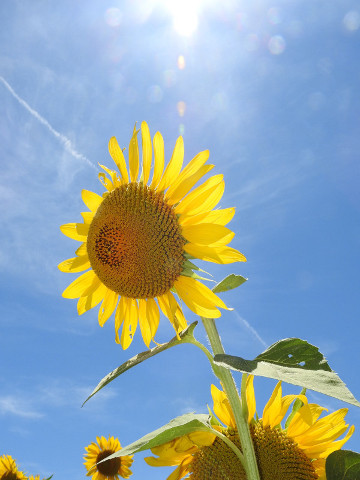 20230802-01_sunflower.JPG